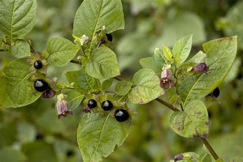 10 Poisonous Plants in the Philippines