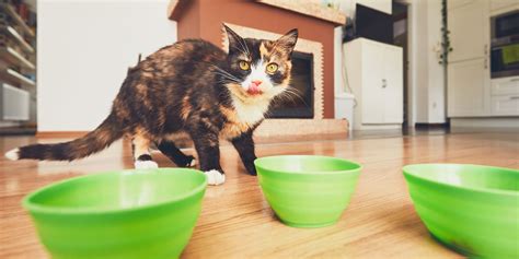 All You Need to Know About Hyperthyroidism in Cats | BeChewy