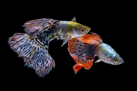 Different Types Of Guppies Varieties Facts And Care Off