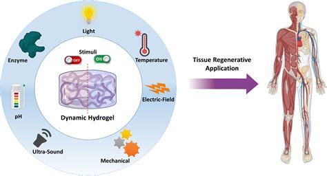 Stimuli Responsive Dynamic Hydrogels Design Properties And Tissue