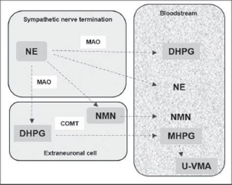 Catecholamine Metabolism Metabolism Of Norepinephrine Happens By