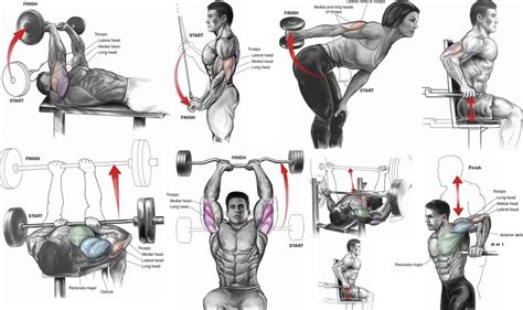 Six Exercises To Quickly Get The Triceps Of A Fitness Model Bodydulding