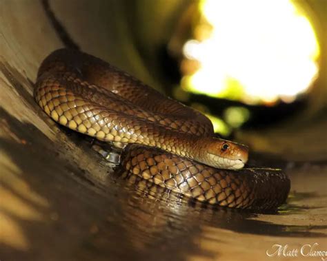 Eastern Brown Snake Zoopedia Wiki Fandom