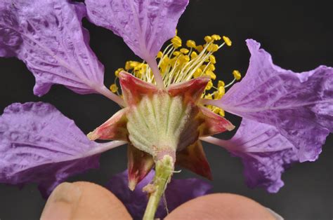 Lagerstroemia Speciosa Lythraceae Image At Phytoimages Siu Edu