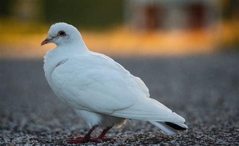 51 Gambar Burung Merpati Putih Balap Dan Hias Juara - TABIR DAKWAH