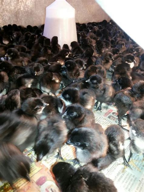 Kadaknath Chicks At Best Price In Pune By Shree Ram Kadaknath Poultry