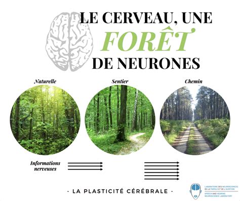 Le Cerveau Une For T De Neurones Speechneurolab