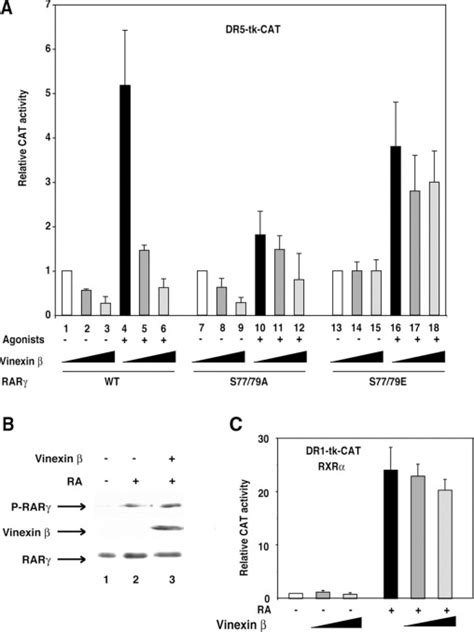 Vinexin Interacts With The Non Phosphorylated Af Domain Of Retinoid