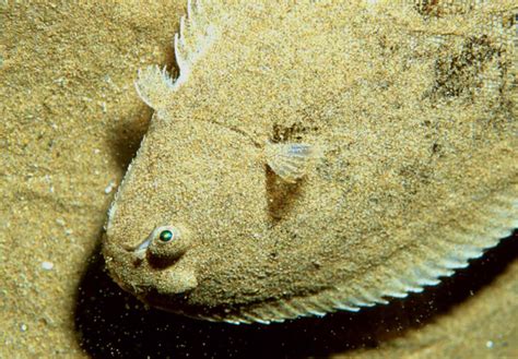 sole fish cleaning  nancy payne blog