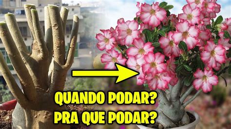 Quando Precisa Podar Entenda Tudo Sobre Poda De Rosa Do Deserto Poda