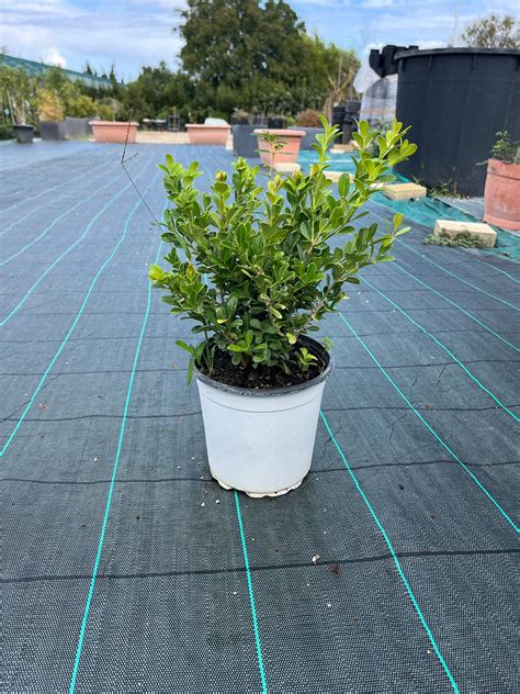 Buxus Sempervirens Garden Center Mediterraneo