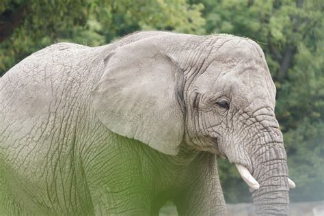 African Elephant Or Loxodonta Africana Largest Land Animal In The World