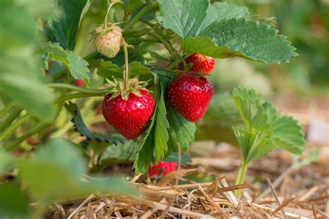 How Far Apart To Plant Strawberries Chowtray