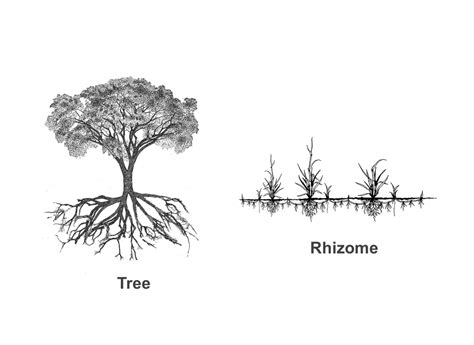 Rhizome