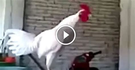 You're Not Going To Believe The Sound That Comes Out Of This Rooster ...