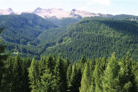 Dense Forest Landscape In The Study Region Photo By Alessandro