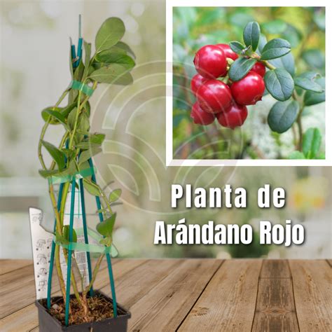 Lista Foto Como Es La Planta De Arandanos Cena Hermosa