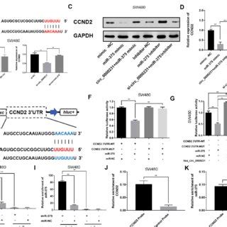 CCND2 Is Directly Targeted By MiR 375 And Indirectly Regulated By