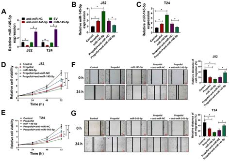 Propofol Modulates The Proliferation Invasion And Migration Of Bladder