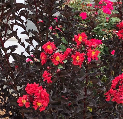 Lagerstroemia Indica Ebony Flame PictureThis