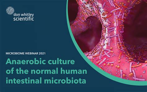 Webinar Hodowla Beztlenowa Normalnej Mikroflory Jelitowej Cz Owieka