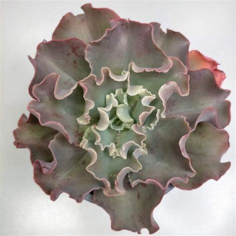 Echeveria Giant Blue