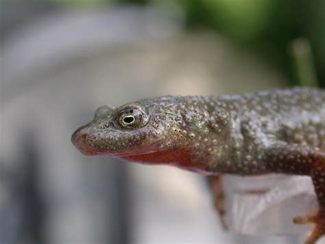 Photo Pyrenean Brook Newt Calotriton Asper Observation Org