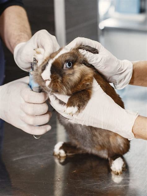 Rabbits Health Issues Your Pet Mate