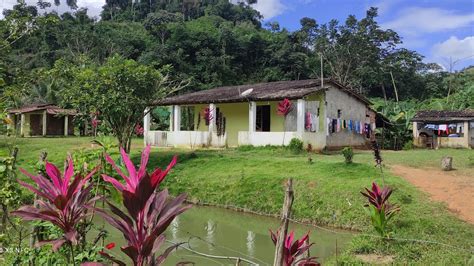 Vende Se Esse S Tio Engenho Camivolzinho Serro Azul Palmares Pernambuco