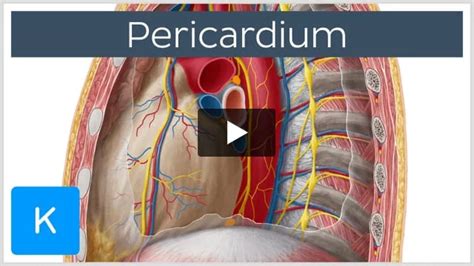 Pericardial Cavity Anatomy And Function Kenhub