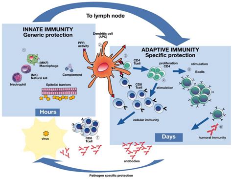 Vaccines Free Full Text Clinical Expectations For Better Influenza