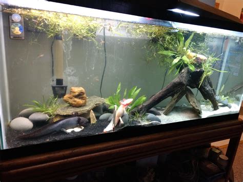 10 Gallon Axolotl Tank