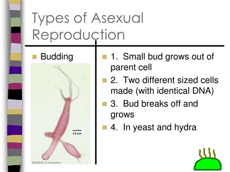 Ppt Asexual Vs Sexual Reproduction Powerpoint Presentation Free Download Id6631569