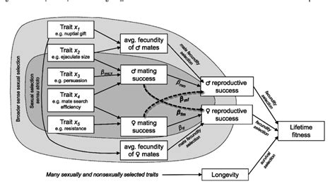 Path Diagram Of Selection Illustrating How Cross Sex Terms Dashed Download Scientific Diagram