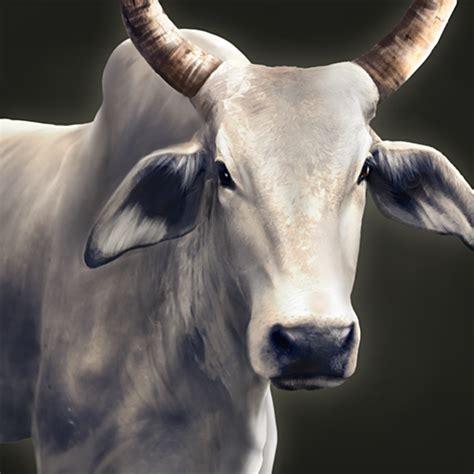 Zebu Cattle