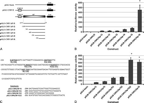 Snail A Transcriptional Regulator Represses Adiponectin Expression By