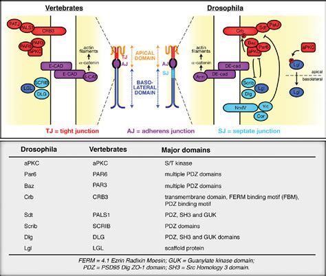 Pdf The Hippo Pathway And Apico Basal Cell Polarity Semantic Scholar