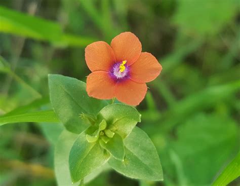 Fotos Gratis Naturaleza Pétalo Florecer Primavera Botánica Flora