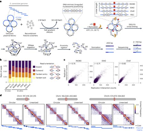 In Vitro Reconstitution Of Chromatin Domains Shows A Role For