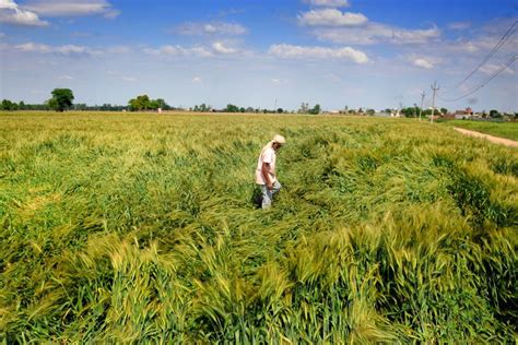 Wind Rain Damage Standing Crops In Punjab Haryana