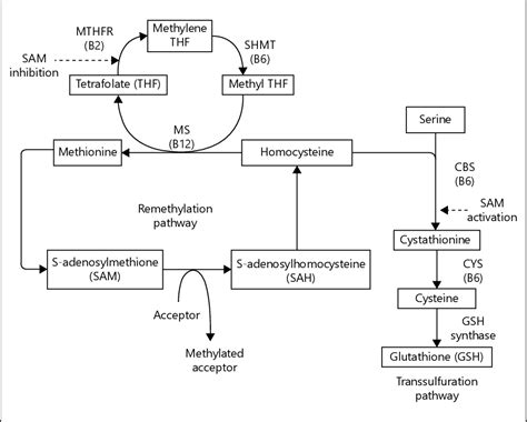 Figure From Homocysteine Induced Endothelial Dysfunction Semantic