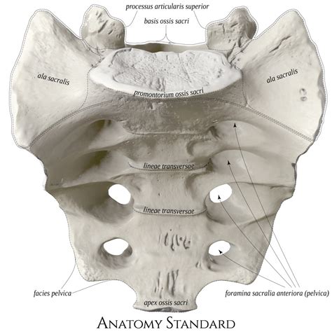 Sacrum Fused Sacral Vertebraae S1 S5