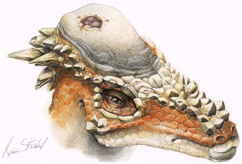 Study Confirms Head Butting Behavior In Dome Headed Dinosaurs Sci News