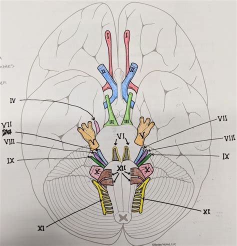 Cranial Nerves Diagram Quizlet