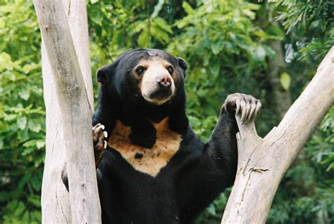 Funny Pics Funny Sun Bear Pics