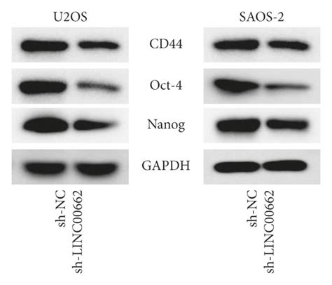 Linc Knockdown Inhibits The Malignant Phenotypes Of Os Cells A