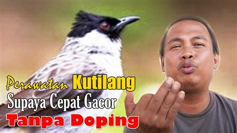 PERAWATAN BURUNG KUTILANG AGAR CEPAT GACOR CARA MENGGACORKAN BURUNG