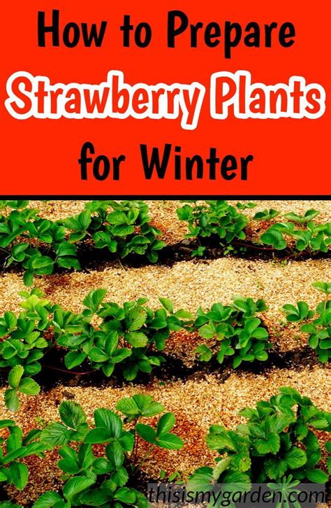 How To Prepare Strawberry Plants For Winter Both For Planted Or