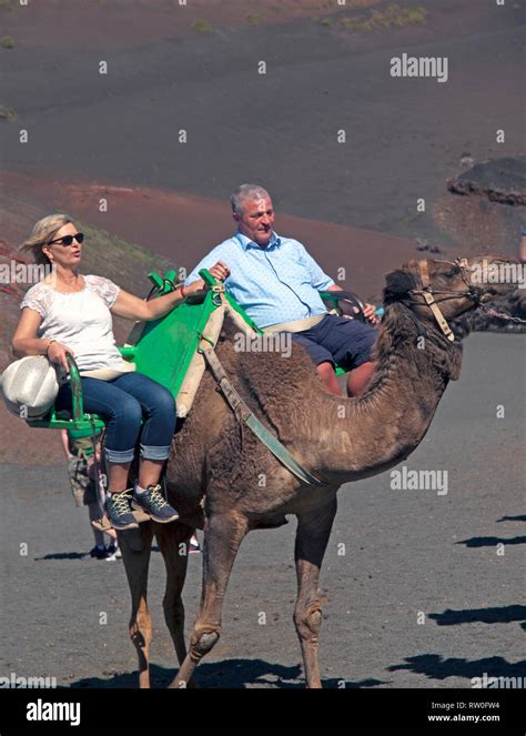 Camel riding in Lanzarote Stock Photo - Alamy