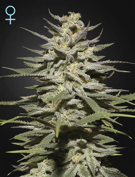 Buy Super Lemon Haze Cbd Feminized Seeds By Greenhouse Seed Co In